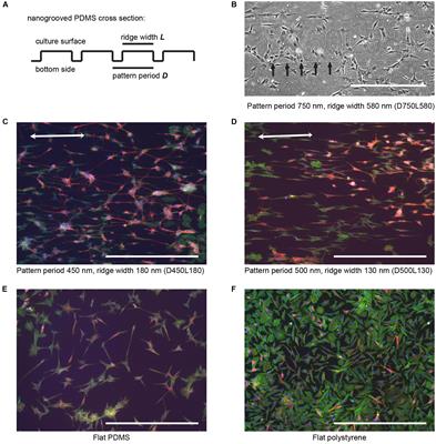 Validation and Optimization of an Image-Based Screening Method Applied to the Study of Neuronal Processes on Nanogrooves